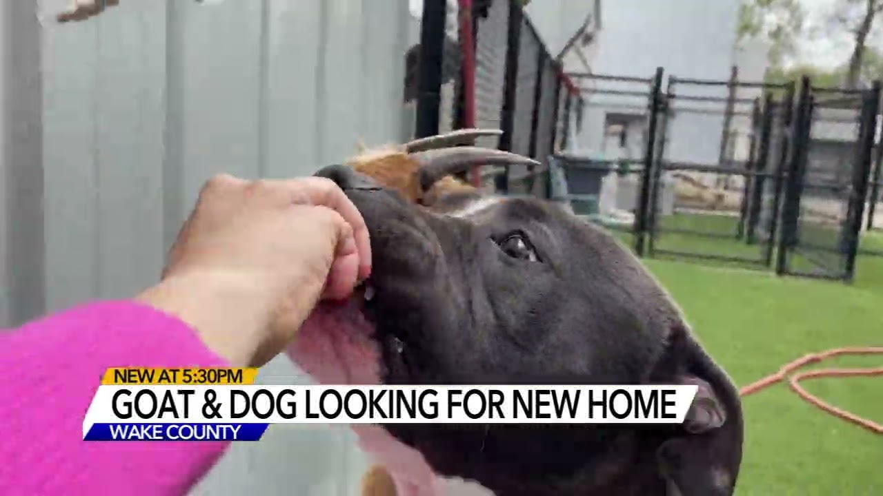 Cinnamon and Felix: Goat, dog duo inseparable at Wake Animal Center