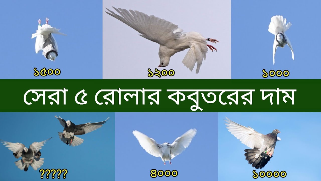সবচেয়ে জনপ্রিয় পাঁচটি রোলার কবুতরের দাম | 5 Most Popular Roller Pigeon | Birmingham roller Pigeon
