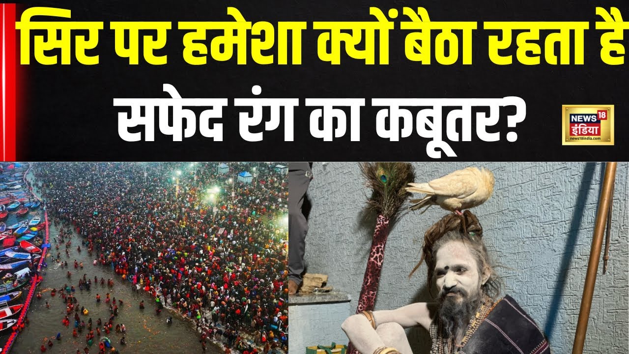 Maha Kumbh 2025: बाबा के सिर पर हमेशा क्यों बैठा रहता है कबूतर? बाबा ने खोला राज | N18K