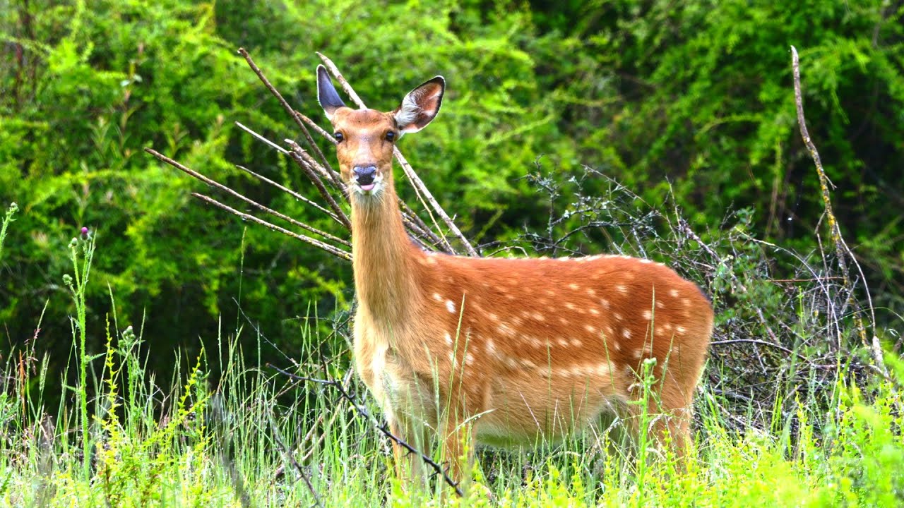 Aba Series | Episode 8: Sichuan sika deer