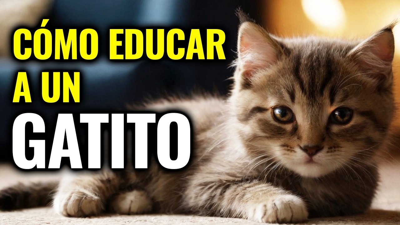 CÓMO EDUCAR A TU GATITO (Todo lo que debes saber)