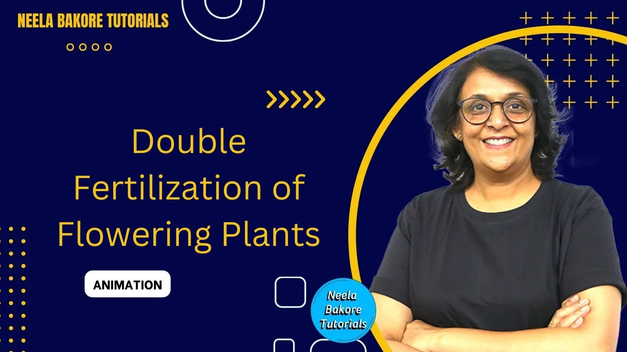 Double Fertilization in Flowering Plants | Animation | NEET | Neela Bakore Tutorials