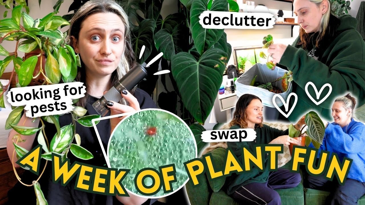 A Week of Plant Chores 🌱 Repots, Pests, Decluttering & Swaps