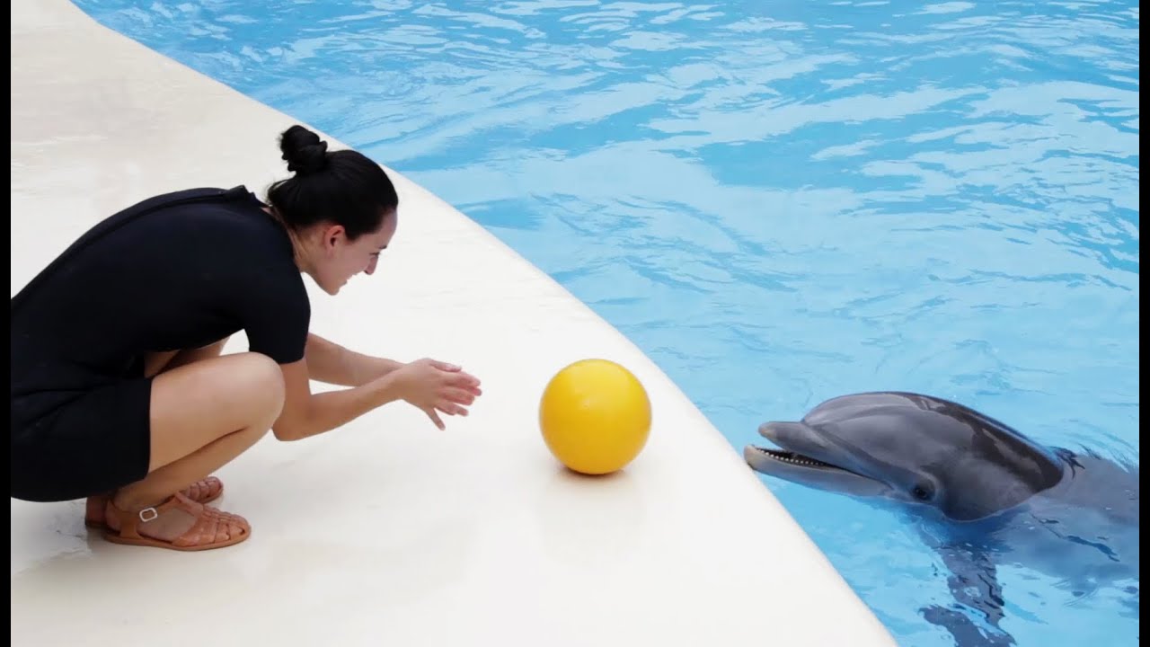 Dolphins Playtime