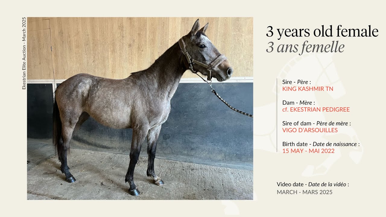 Lot 12 - 3 years old female - King Kashmir TN x Vigo d'Arsouilles