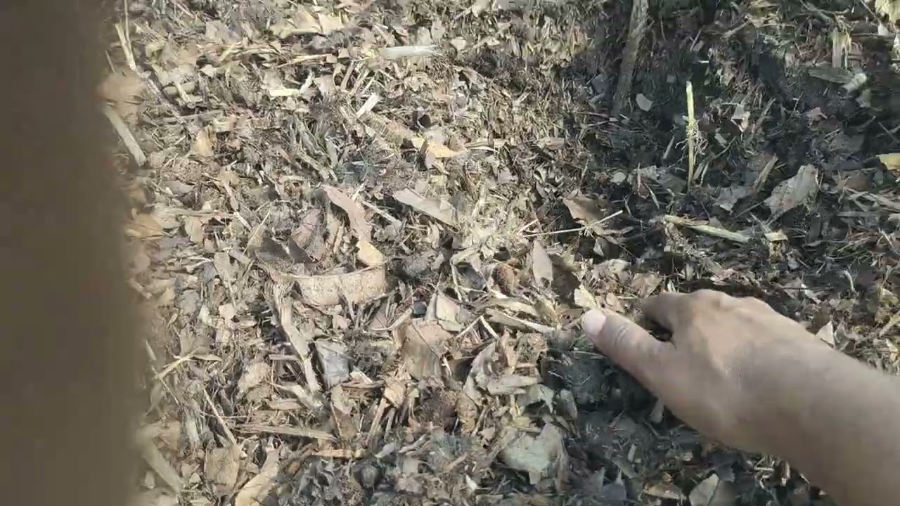 Inoculating digested manure as source of decomposing microbes to the compost pile at SHF