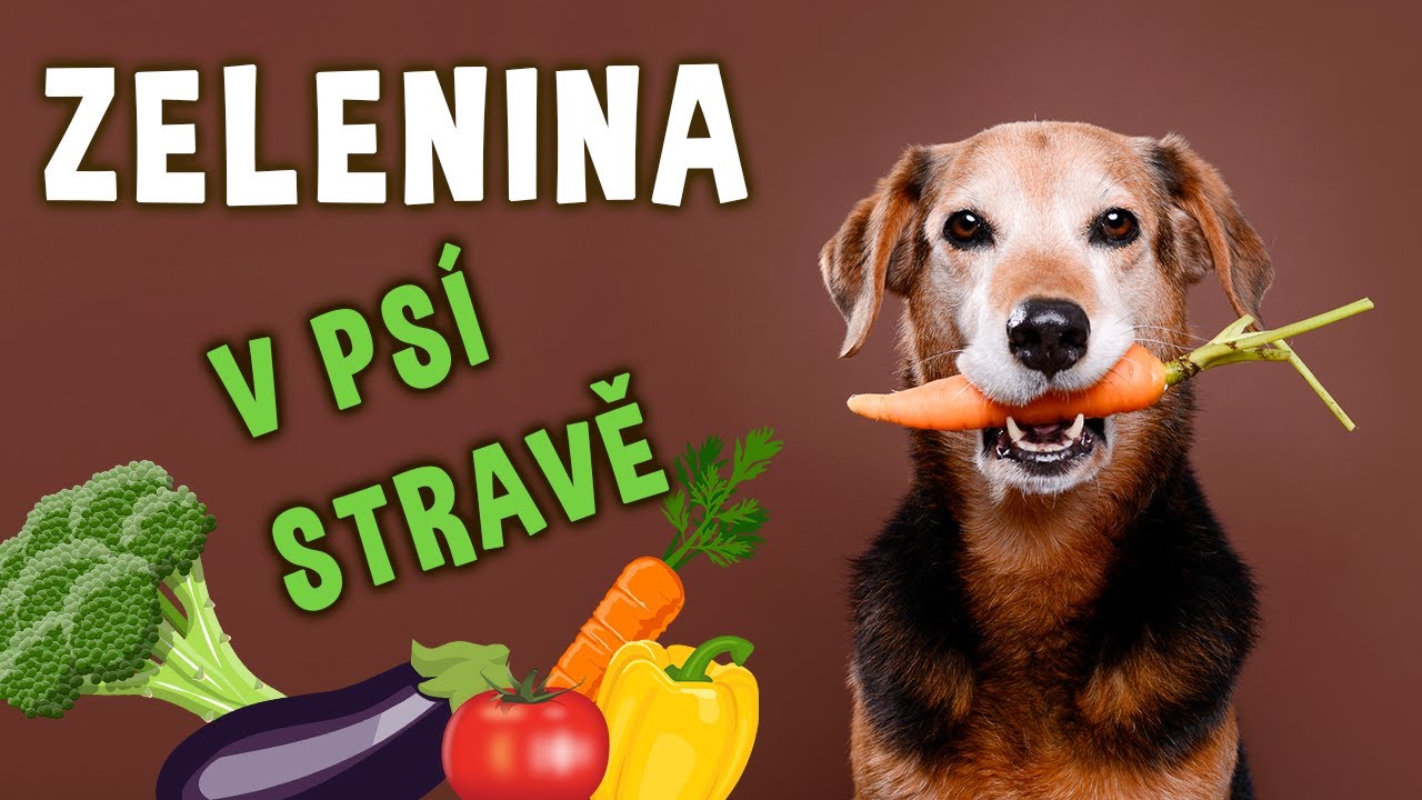 Jaká ZELENINA je vhodná PRO PSA? 🥦🐶 | Psínovinky.cz