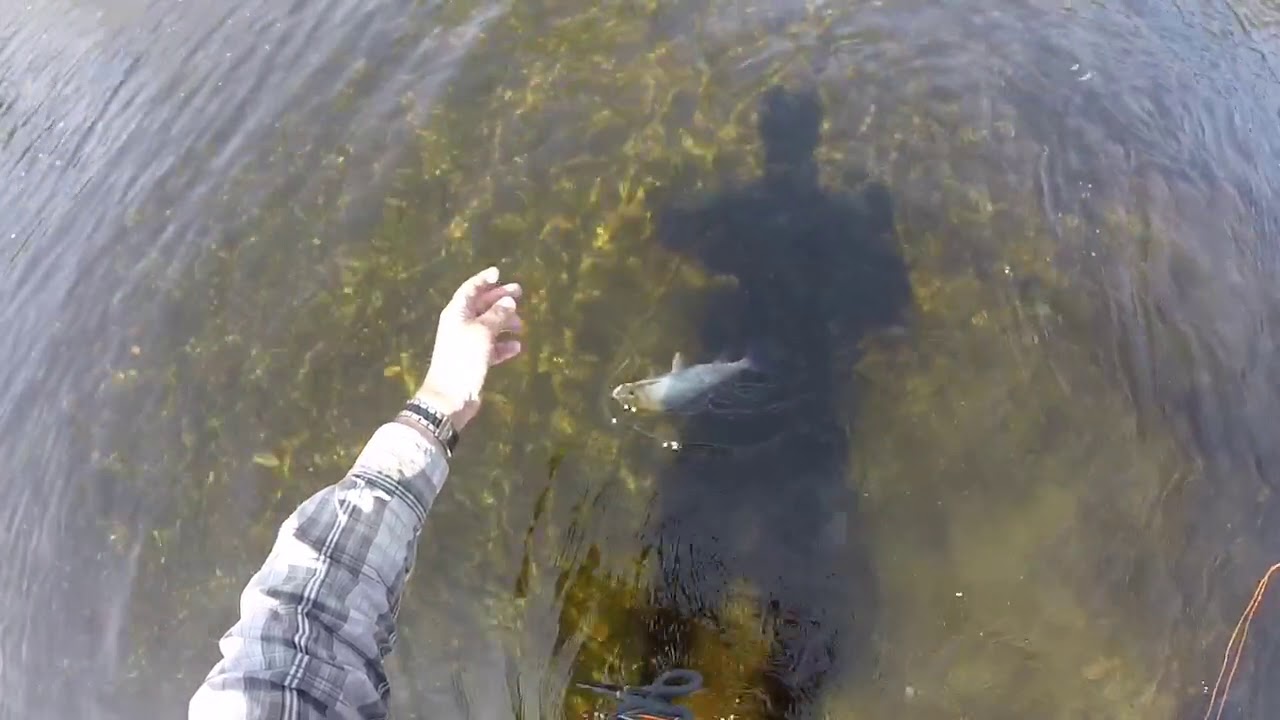 Fly fishing Midland Flyfishers beat of the Welsh Dee