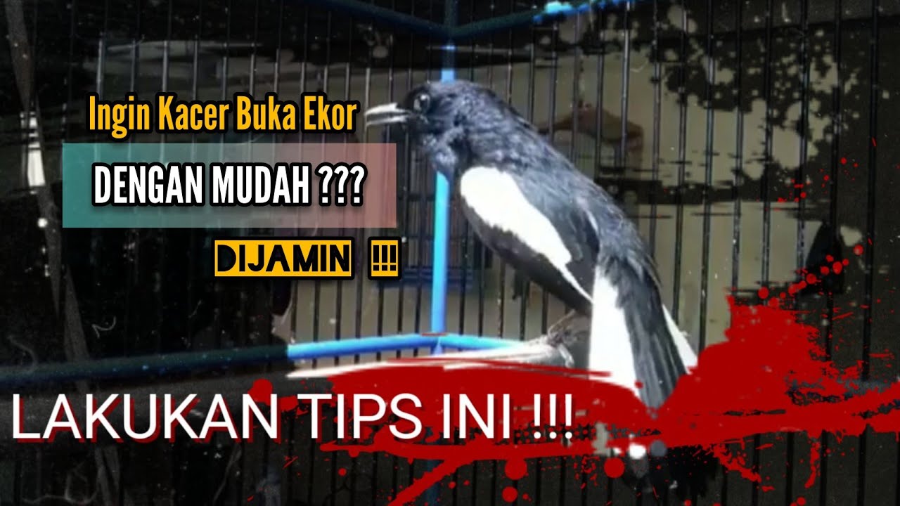 CARA MERAWAT KACER SUPAYA CEPAT BUKA EKOR DENGAN MUDAH