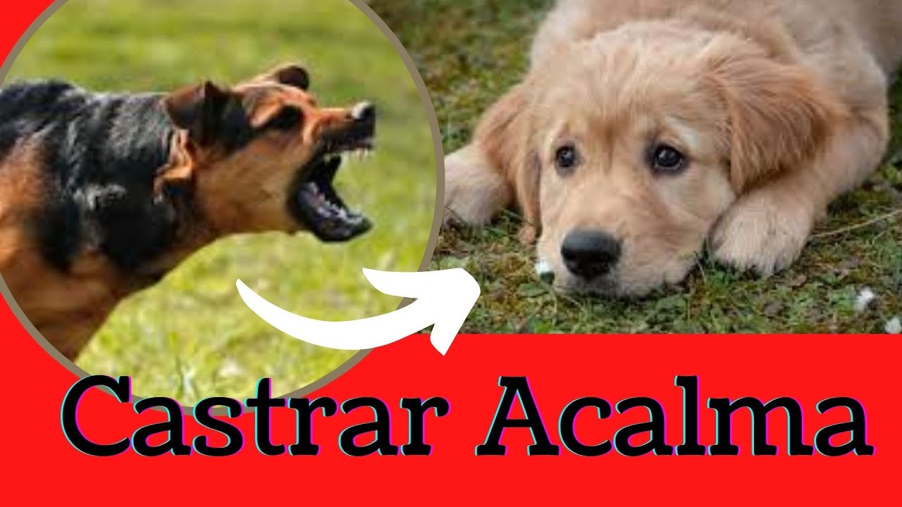 CASTRAR MUDA COMPORTAMENTO DO CACHORRO QUANDO CASTRAR CÃES DEIXA MANSO E NÃO GUARDA E PROTEGE A CASA