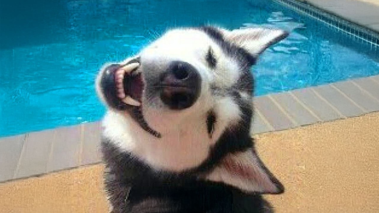 I Wanted a Cool Husky But Got a Drama Queen 🤣