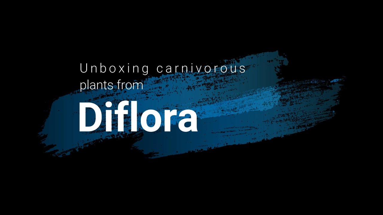 Unboxing Diflora: a lot of Venus Flytraps / Megabox Diflora mit vielen Venusfliegenfallen