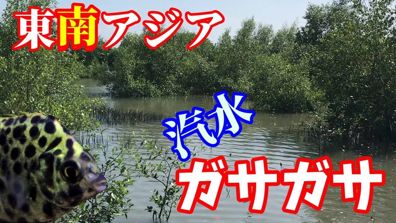 【熱帯魚飼育/アクアリウム】現地の魚に詳しい地元の方と一緒に汽水ガサガサ！色々な生物と出会う～ヨウジウオ、ノコギリハゼ、グリーンスキャットなどユニークな熱帯魚を汽水水槽に～巻貝で茶ゴケ対策成功した！