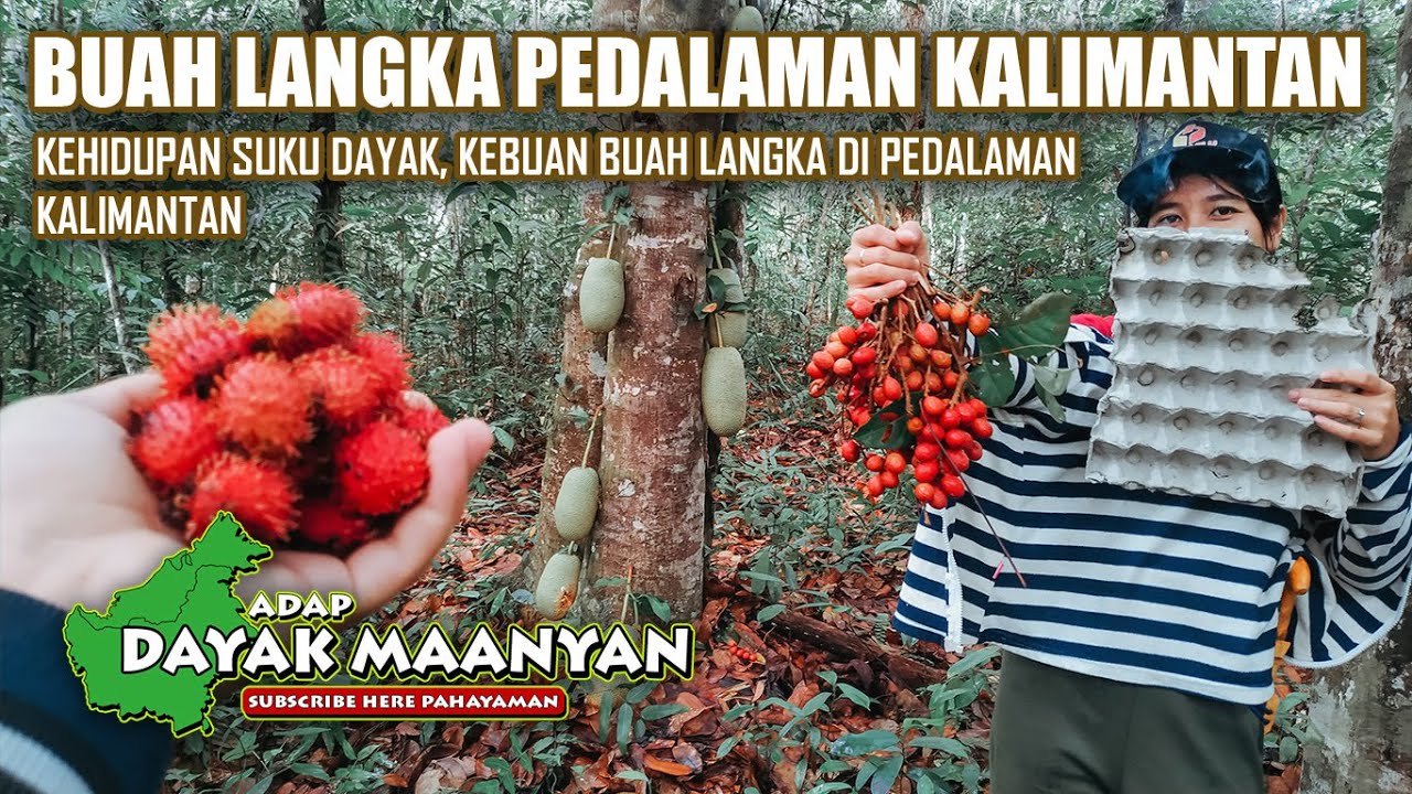 Kehidupan Suku Dayak, Buah Langka Ini Hanya Ada di Pedalaman Kalimantan 🌿