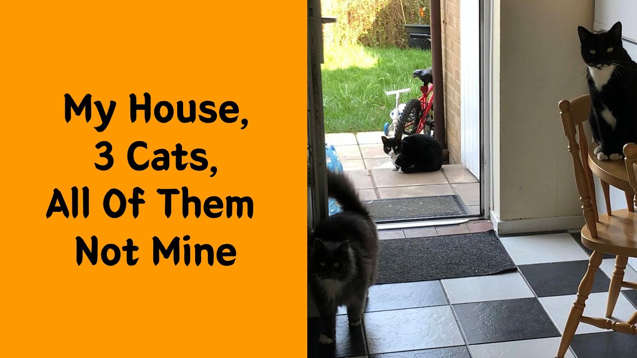 50 Of The Best 'My House, Not My Cat' Moments That Left Humans Totally Bamboozled - Funny cat