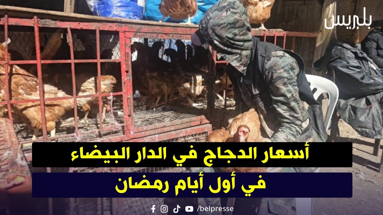 أسعار الدجاج في الدار البيضاء في أول أيام رمضان