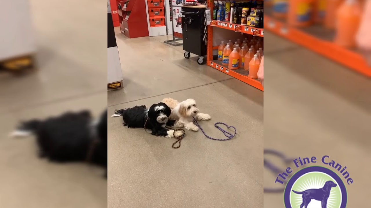 Fine Canine Dog Obedience Boarding School- Stella and Stanley the Tibetan Terriers