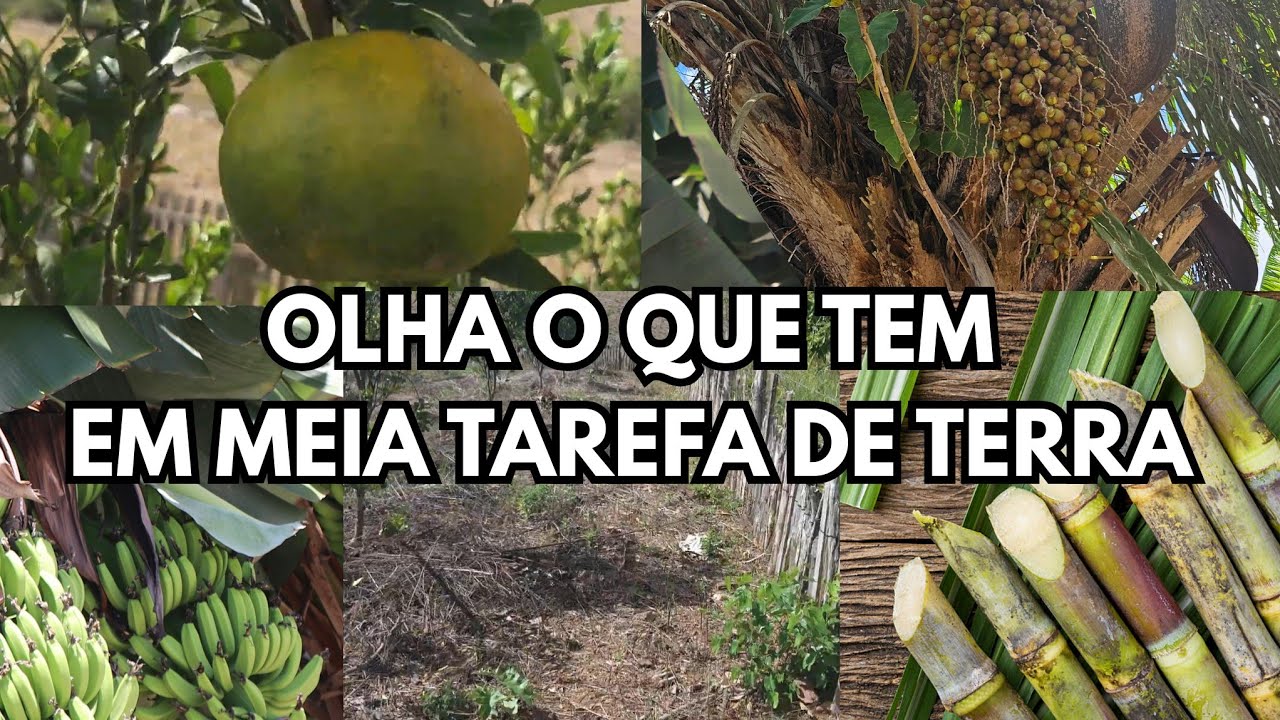  FRUTÍFERAS GALINHAS EM MEIA TAREFA DE TERRA. 