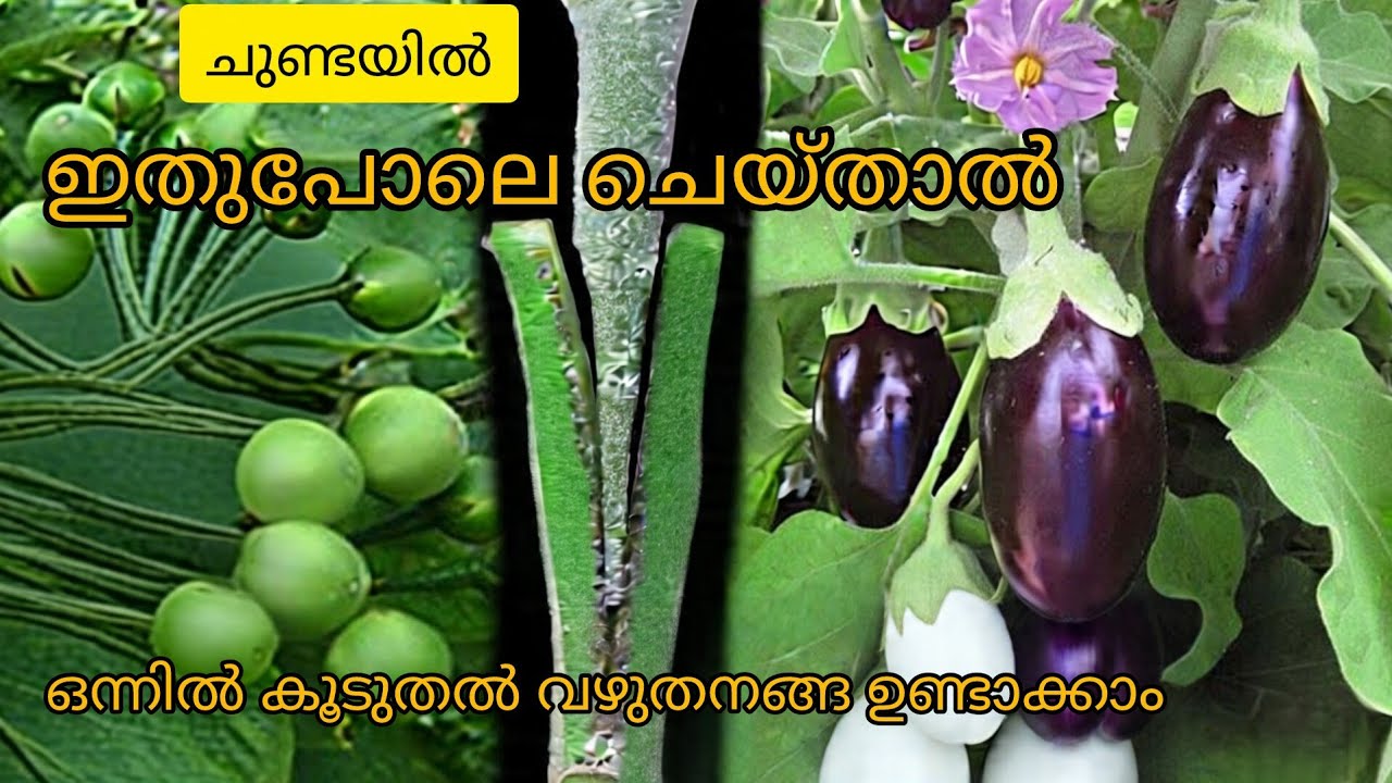 Brinjal layering 