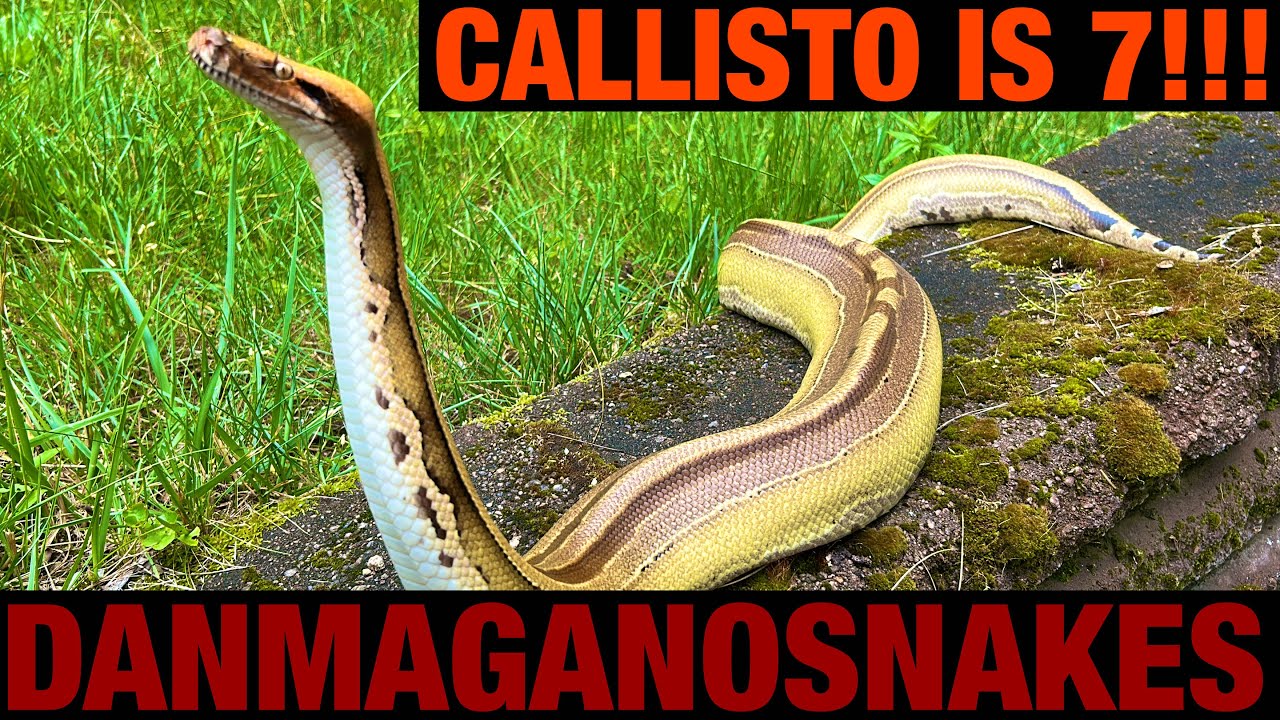 Enjoying our animals 15: Callisto's 7th birthday! Sideswipe Borneo short tail python