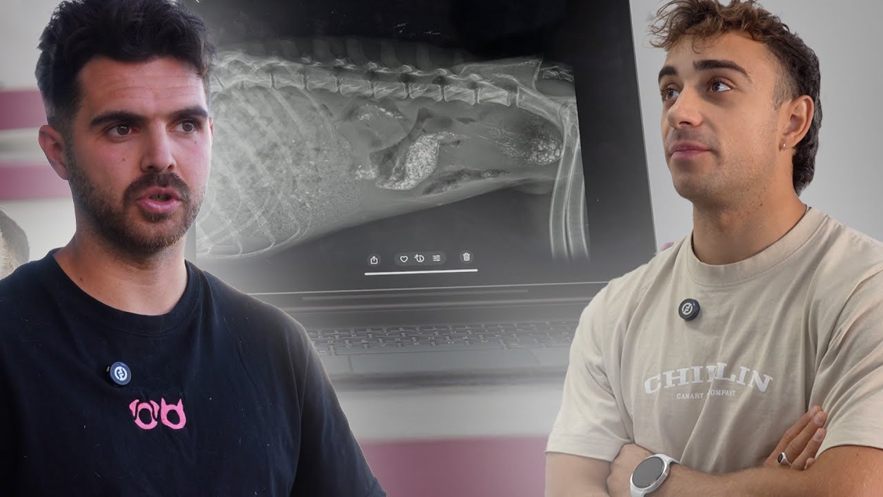 No sé ni cómo está viva - Lo que el veterinario descubrió en la radiografía 💔