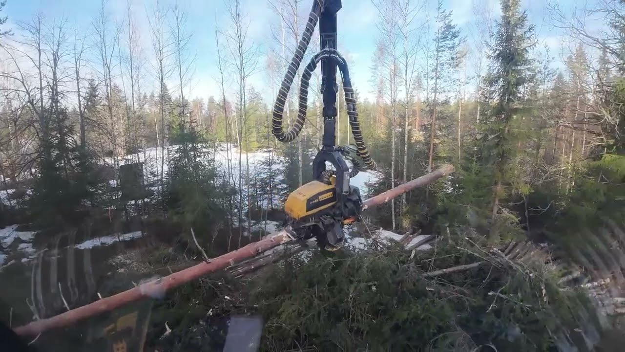 Kelirikkoaukkoa auringonpaisteessa maalis/huhtikuun taitteessa!