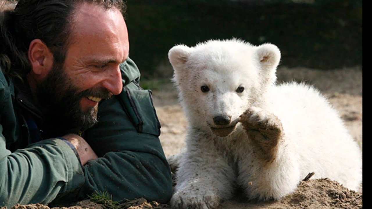 Knut, der Eisb&auml;r...