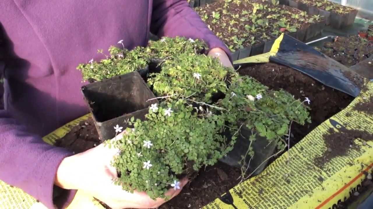 Isotoma fluviatilis o Pratia peduncolata: tra le erbacee perenni tappezzanti