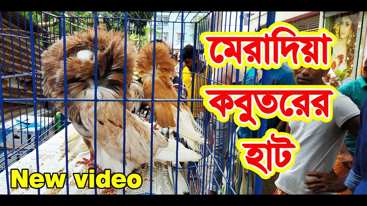 Meradia Kobutor hat new video । Birds Market । 1 of 2 । 31/7/2019
