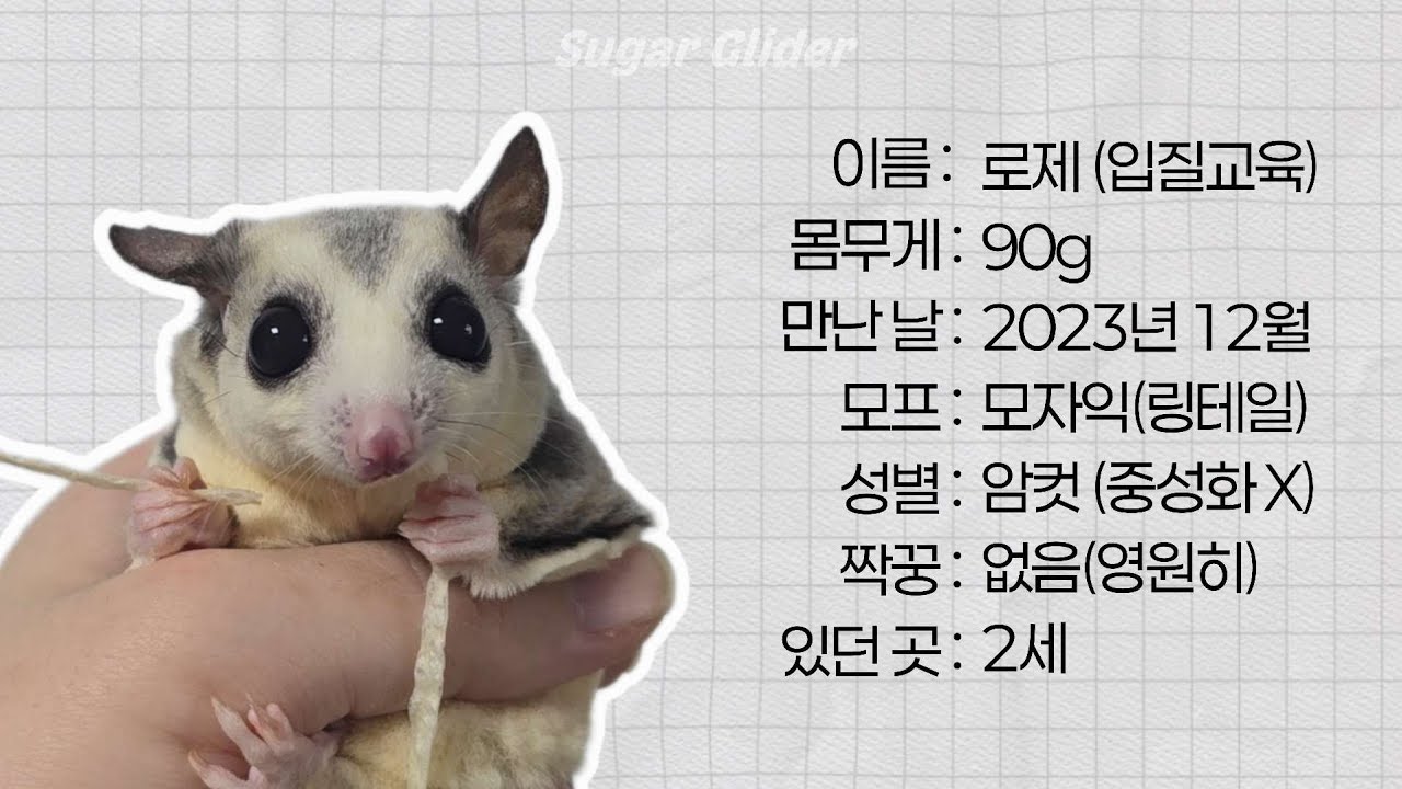 마지막 멤버 [로제], 슈글이 디저트네 완성 🍫🍰🍪