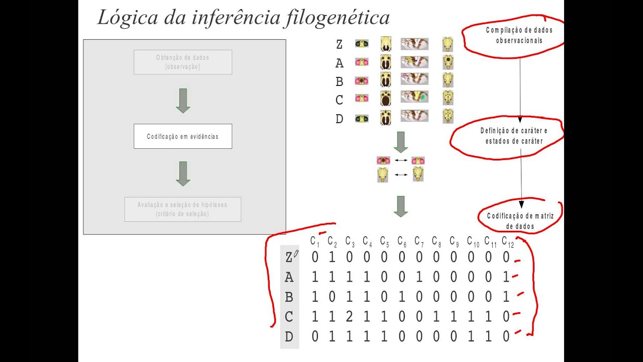 Princípios da Cladística