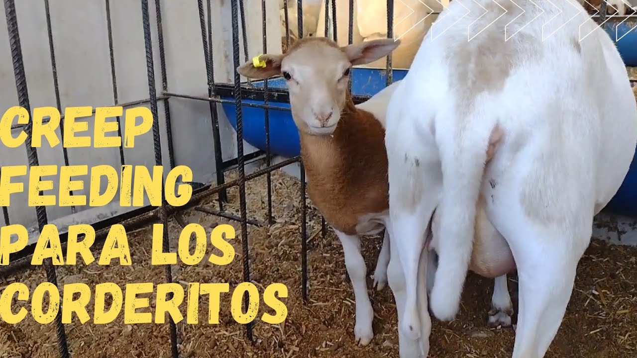 Ovinos manejo e importancia de un Creep feeding