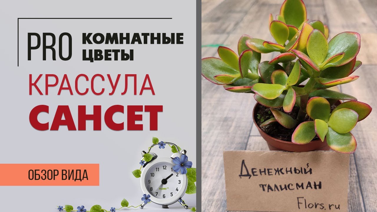 Крассула Сансет - обзор сорта. Интересный суккулент. Толстянка. Денежное дерево.