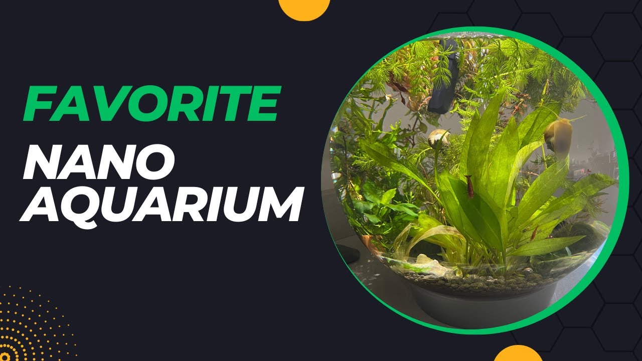 Review: Biorb Should be Your New Aquarium. Here is why.
