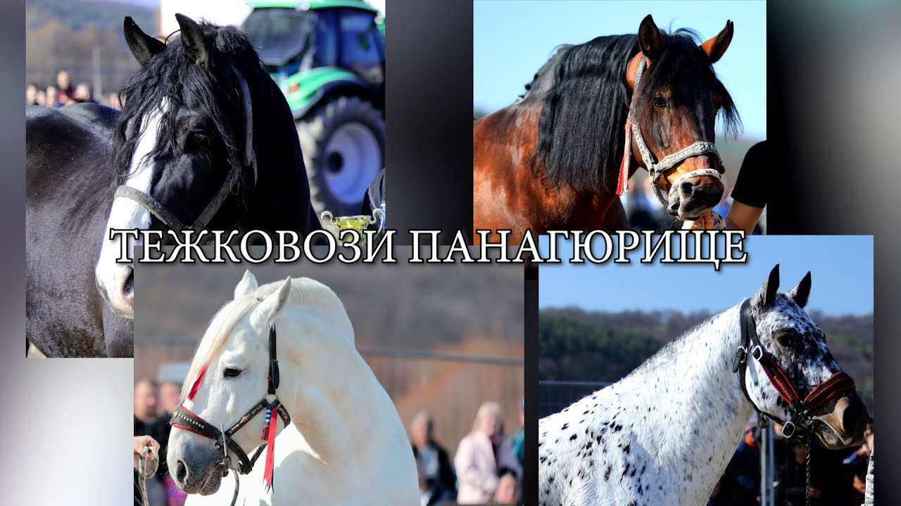 Товар от 2 тона и 540 кг теглиха коне от Тежковозни породи в България, Панагюрище 2024 / част Първа
