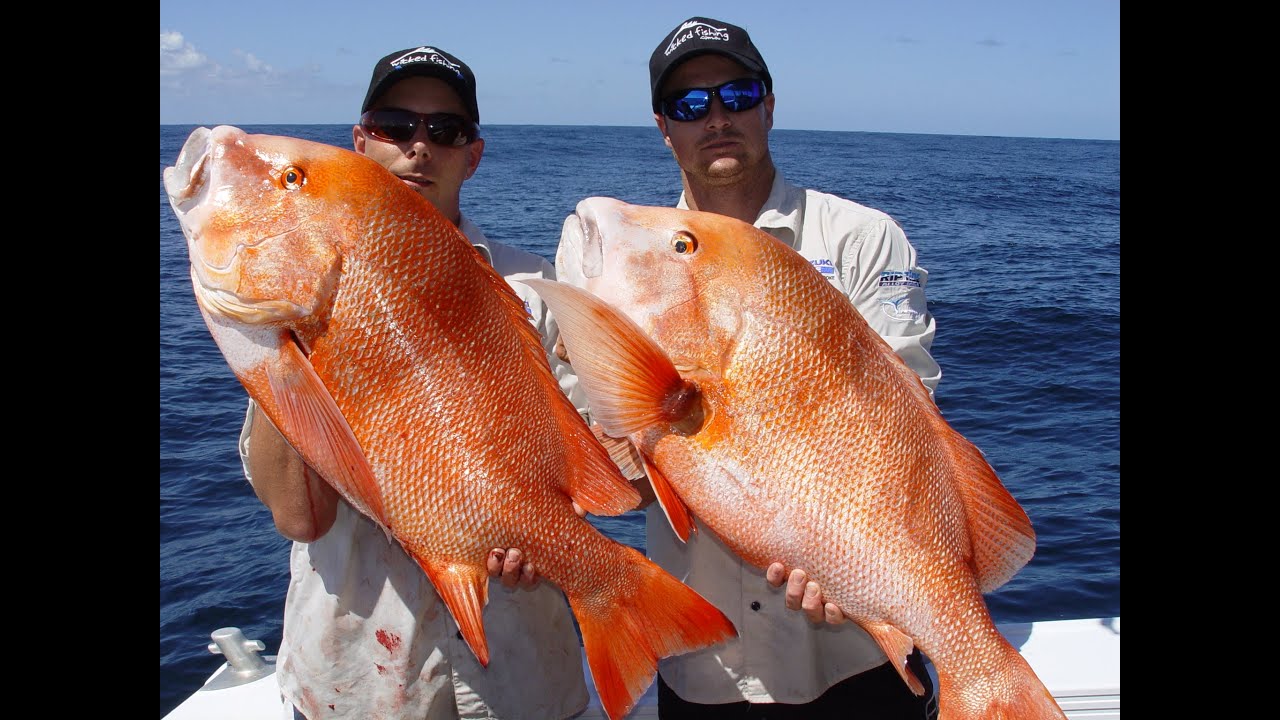 Big Red Emperor, Pearl Perch, Cod,  Nannygai off Fraser Island with Wicked Fishing