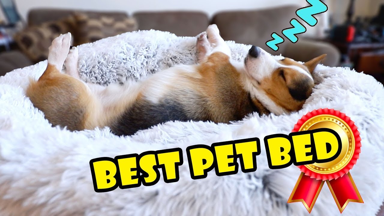 Bought Amazon's BEST Pet Bed for My Dog || Extra After College