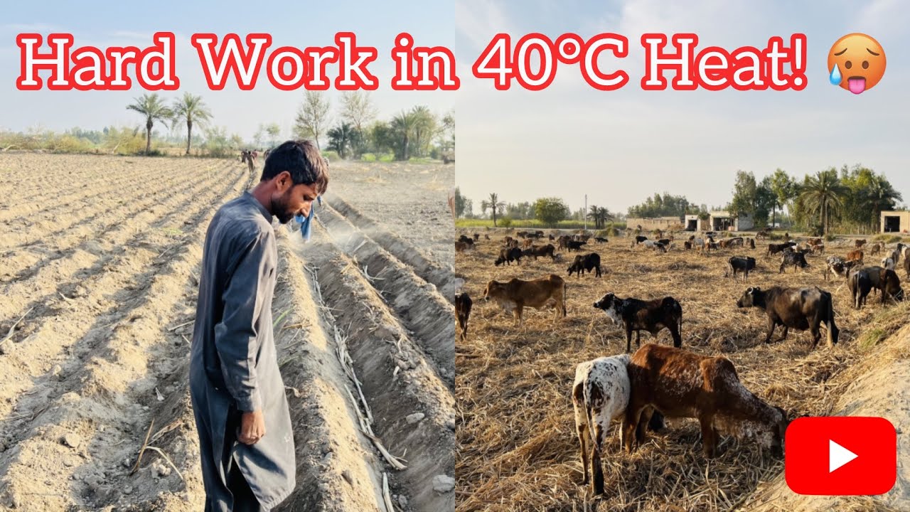 Punjab's February Sugarcane Harvest | A chat with the labourers in the heat. ☀️🚜