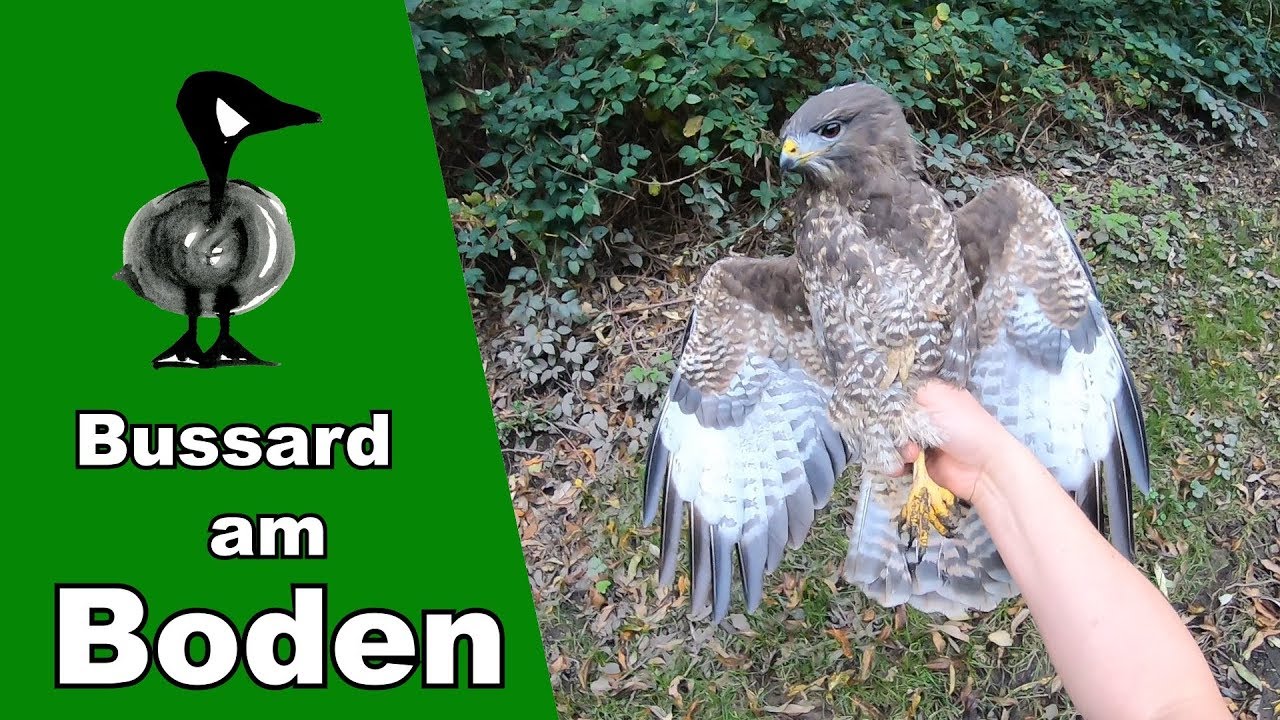 Bussard am Boden - Tiernotruf #230