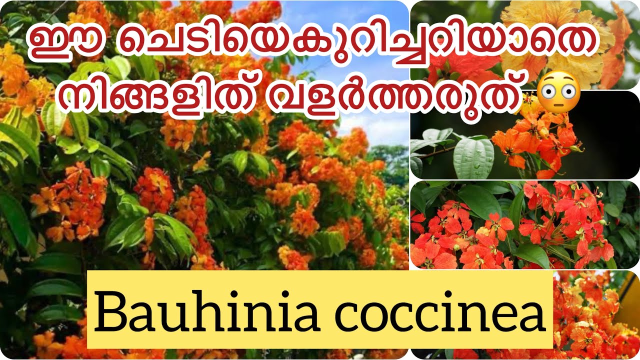 എളുപ്പത്തിൽ വളർത്താൻപറ്റുന്ന എന്നുംപൂക്കളുണ്ടാകുന്ന ഒരു അടിപൊളിപൂച്ചെടി /bauhiniaplant completecare