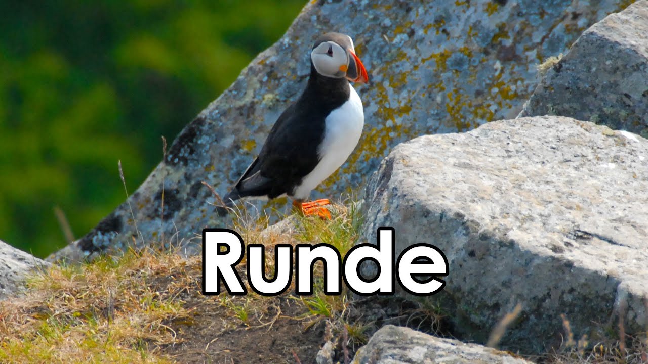 Runde - The Bird Island | Sunnm&oslash;re