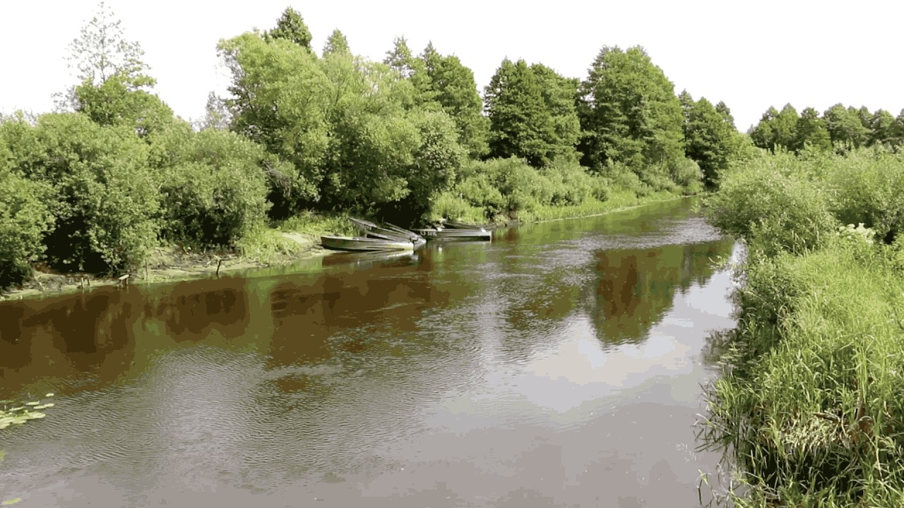Березина у деревни Броды. Березинский заповедник