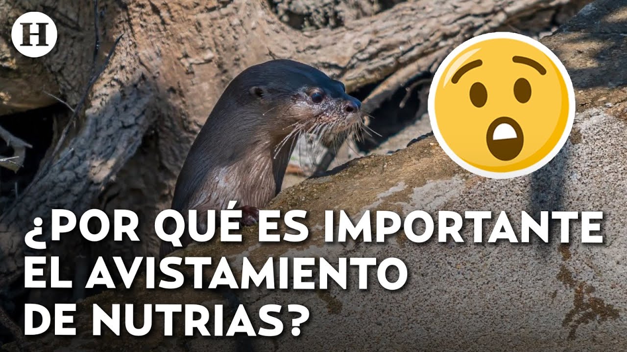 ¡Impresionante avistamiento en Tampico! Presencia de nutrias da buenas noticias a los ecosistemas