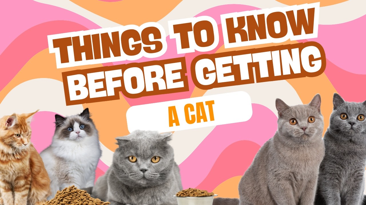 Things You Need To Know Before Getting A Cat