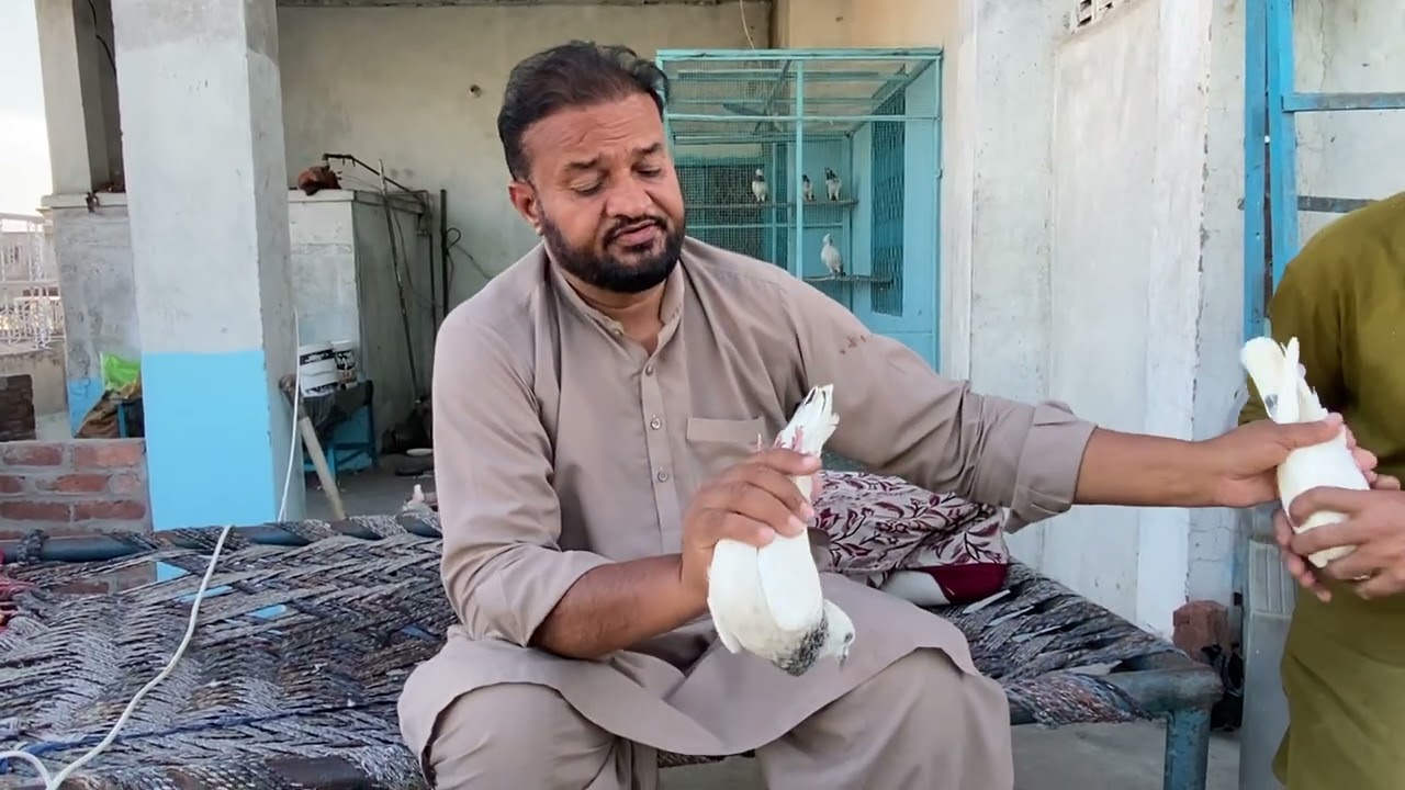 استاد شبیر شاہد لیبل والے کے چوہے کبوتروں کا شوق کریں۔ 03008611356