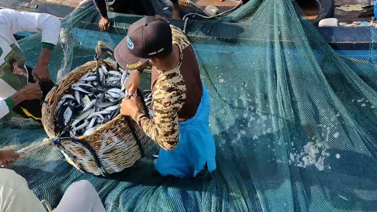Detik-Detik Pukat Cincin Ditebar, Ikan Segar Langsung Melimpah #pukatcincin #nelayan #panenikan 