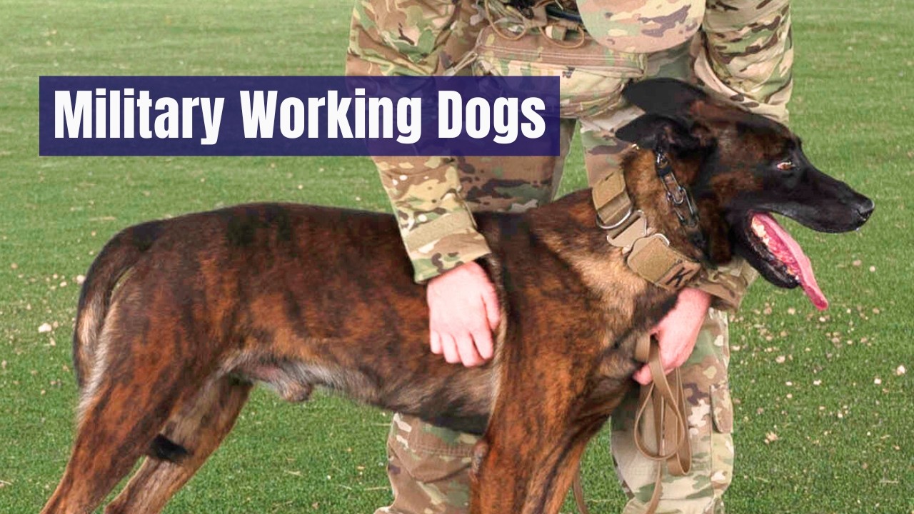 Security Forces K9 Program | 3P0X1A