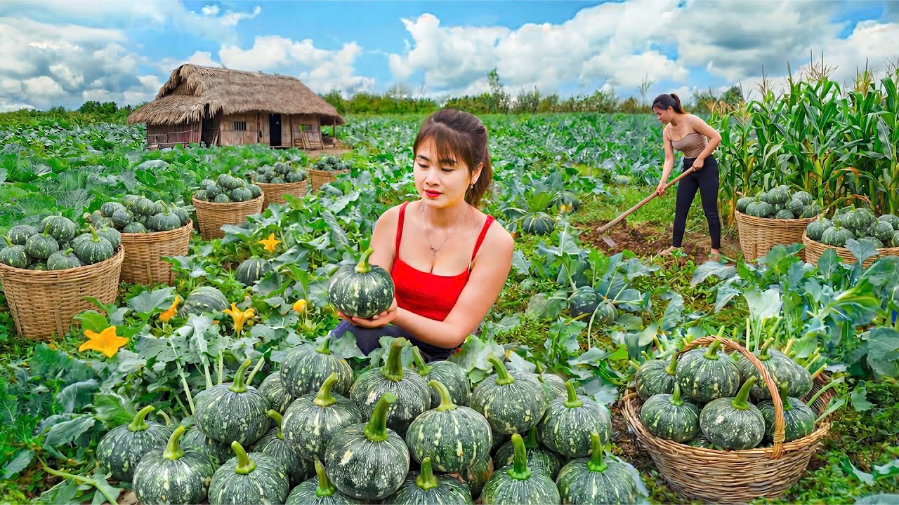 Timelapse - 5 Simple Tricks to Instantly Improve Your Pumpkin Yield