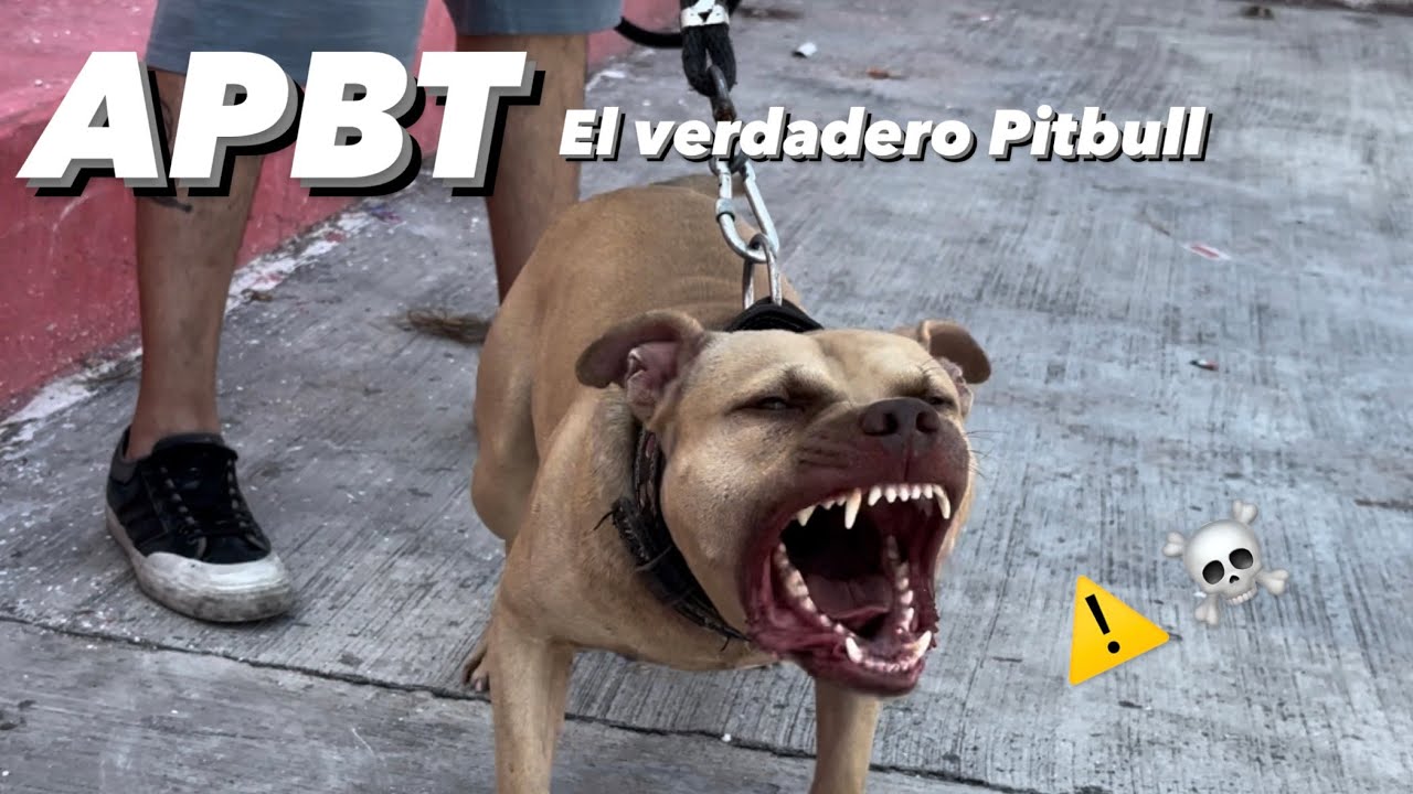 casi NADIE puede GRABAR a estos perros: APBT el verdadero PITBULL