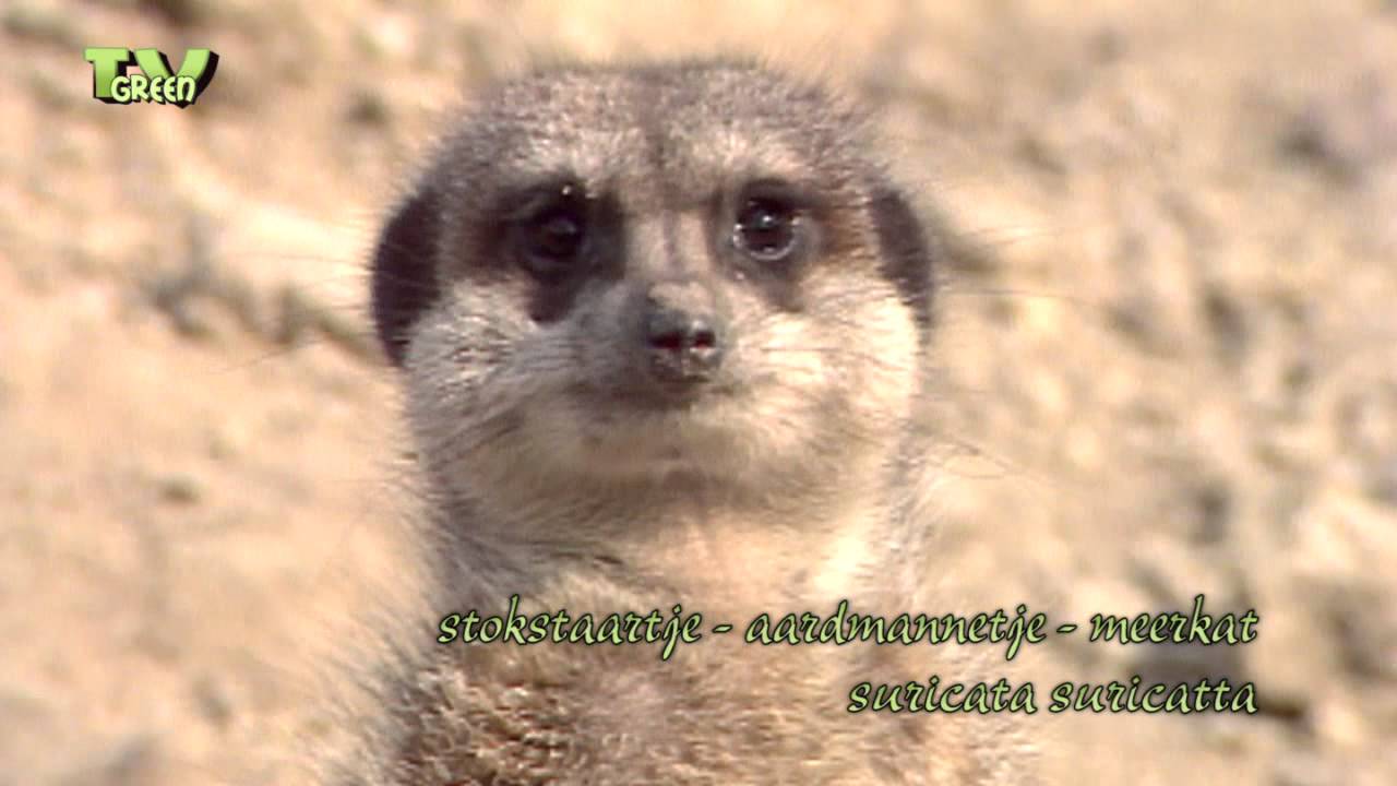 Stokstaartje - Meerkat - Aardmannetje - Suricata suricatta